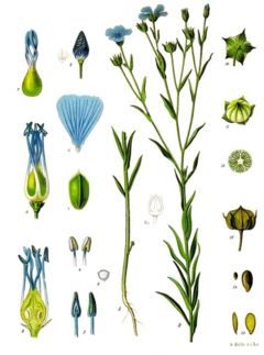 a drawing of Flax from 

Wikipedia Commons