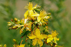 image of St John's wort from Wikipedia Commons