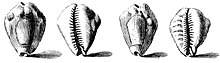18th century drawing of cowry shell money (not from Rossel island)